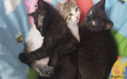 British Shorthair cats for sale: Kittens search new homes  - Image 5