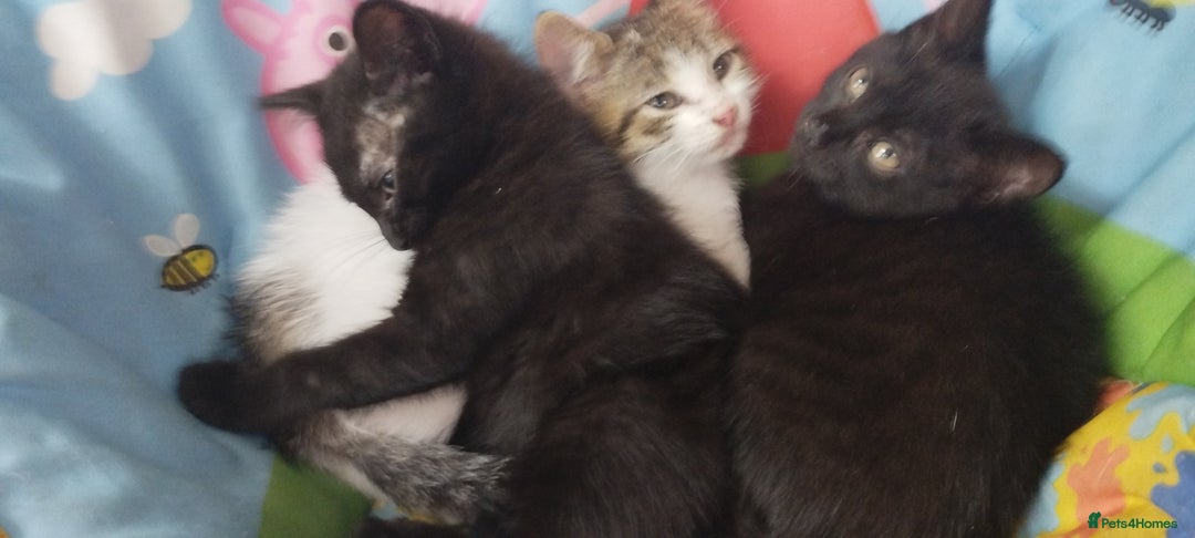 British Shorthair cats for sale: Kittens search new homes  - Image 5