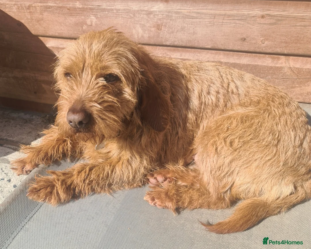 Basset Fauve De Bretagne dogs for sale: Basset Fauve puppies in Umberleigh - Advert 1
