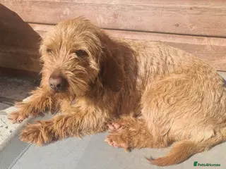 Basset Fauve De Bretagne dogs Basset Fauve puppies - Advert 8