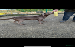 Labrador Retriever dogs for sale: Handsome fully Trained silver Labrador  - Image 3