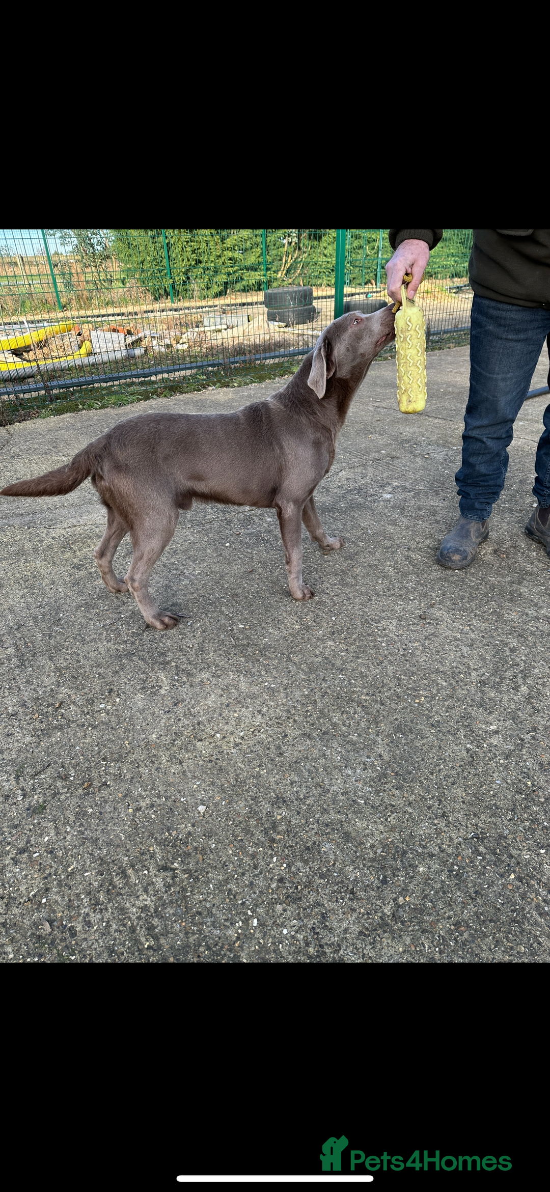 Labrador Retriever dogs for sale: Handsome fully Trained silver Labrador  - Image 3