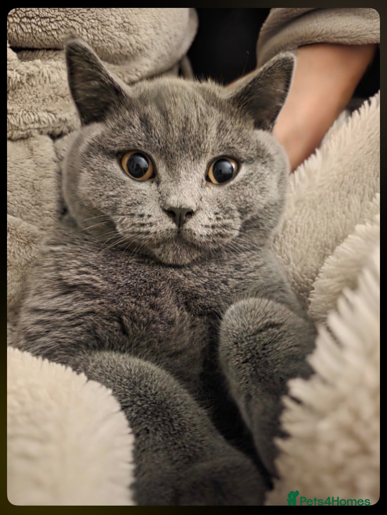 British Shorthair cats Blue British Shorthair Cat - Advert 4
