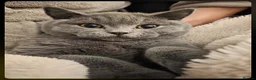 British Shorthair cats for sale: Blue British Shorthair Cat in Bolton - Advert 1