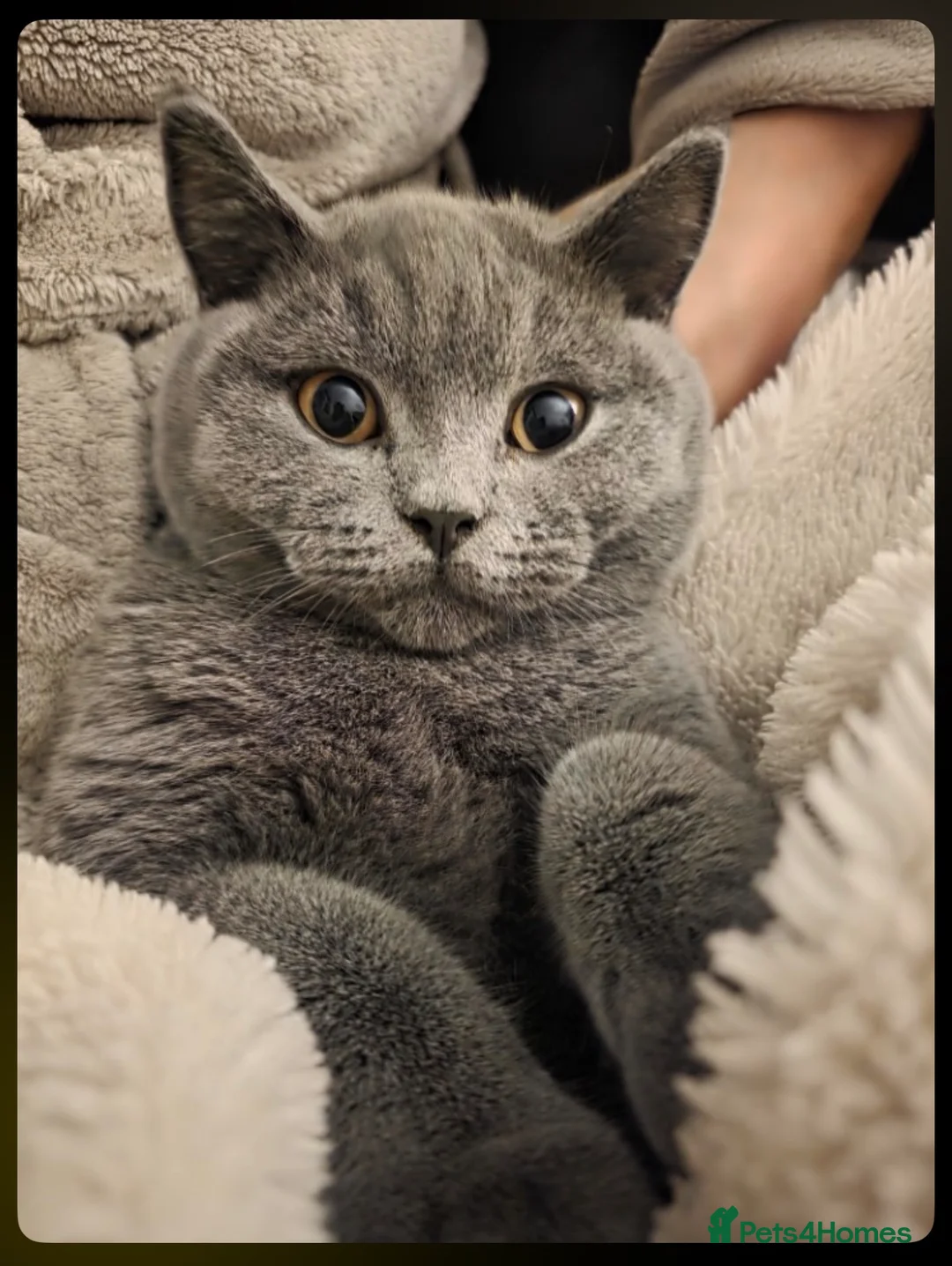 British Shorthair cats for sale: Blue British Shorthair Cat in Bolton - Advert 1