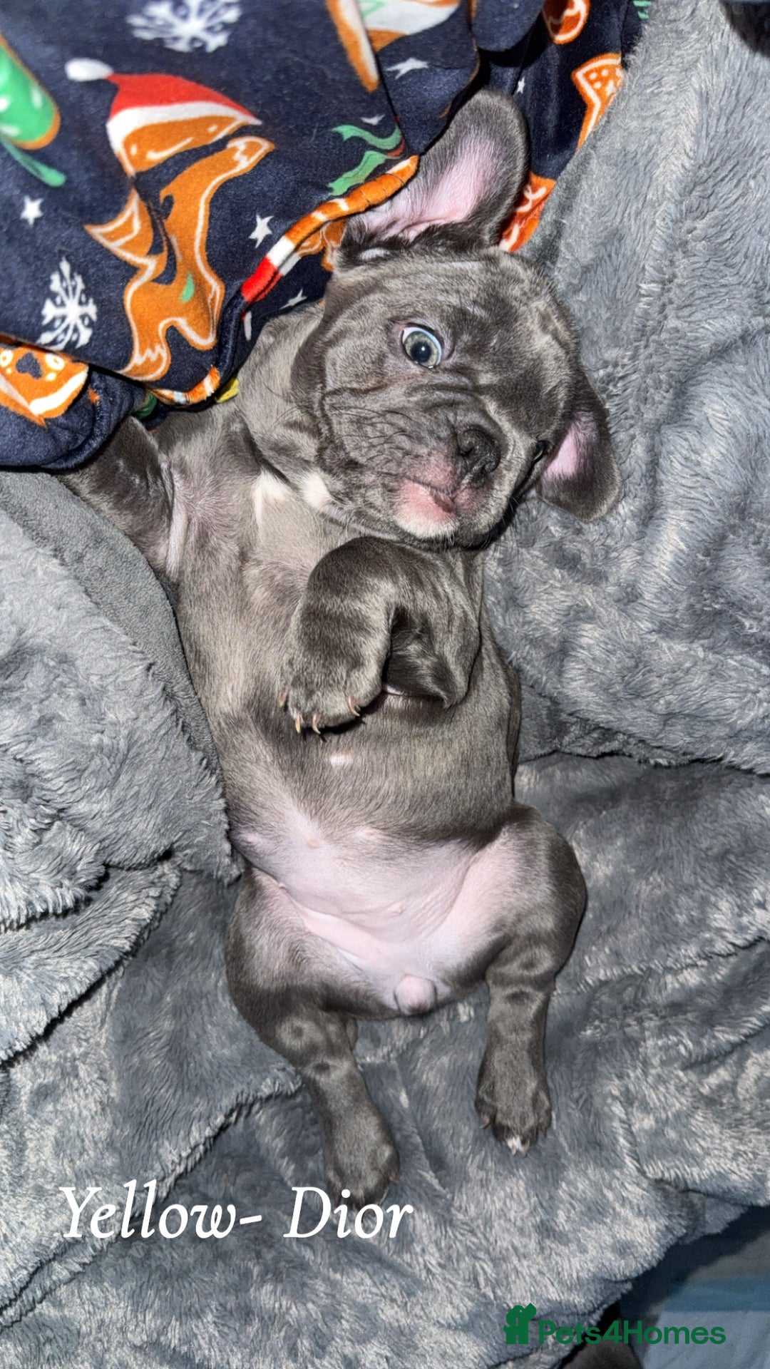 French Bulldog dogs for sale: 5 female French Bulldog –9 weeks old💙 🐾 - Advert 18