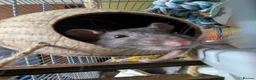 Rat rodents for sale: 4 male rats - Advert 3