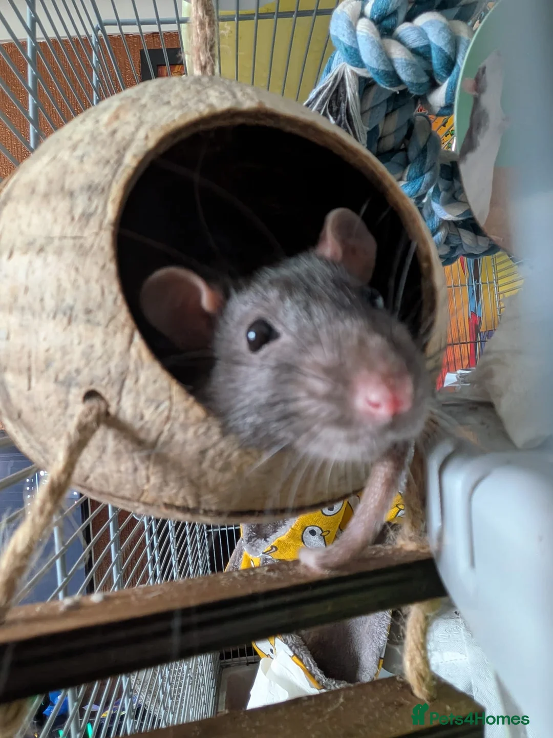 Rat rodents for sale: 4 male rats - Advert 3