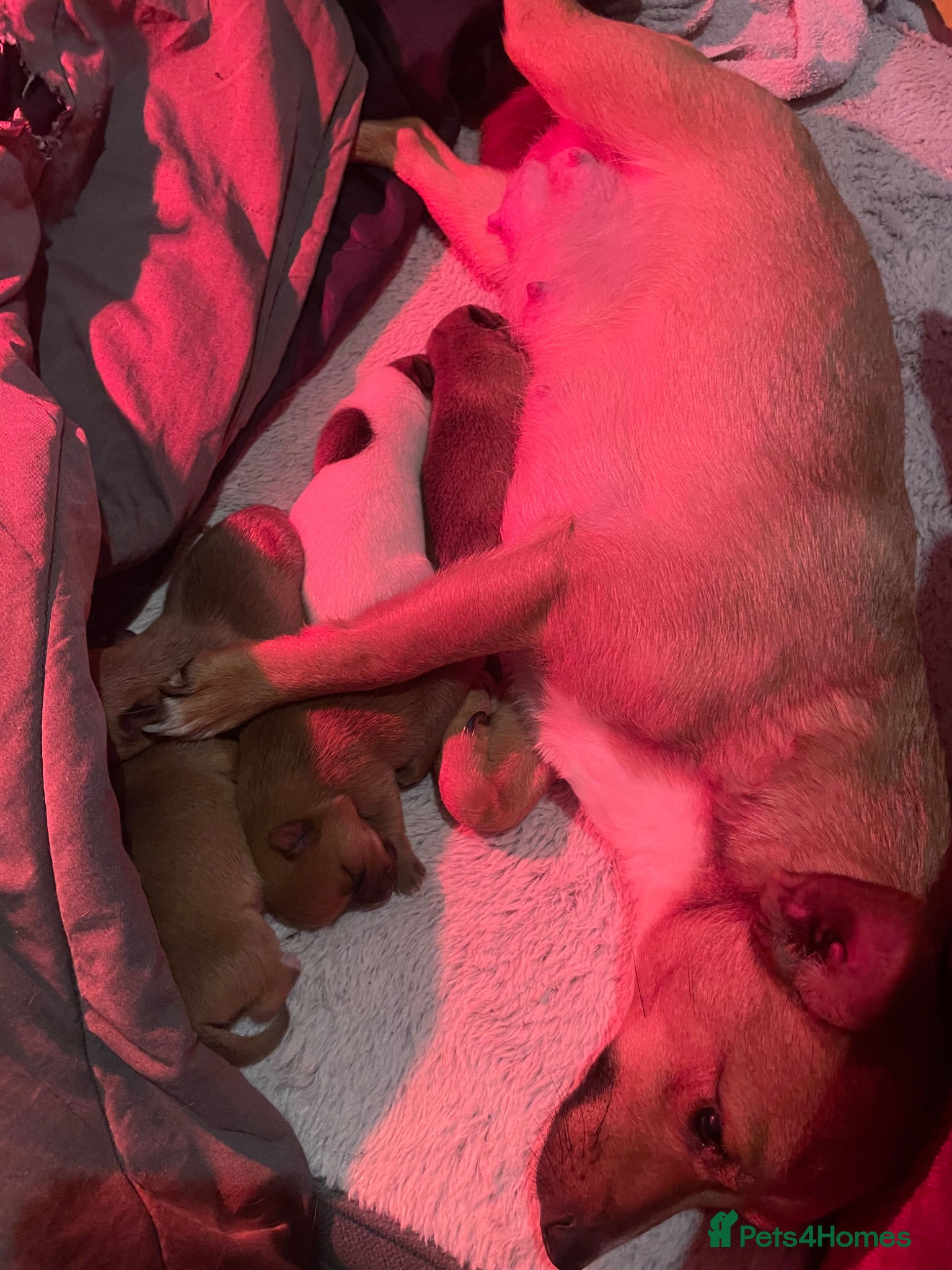 Mixed Breed dogs for sale: PomerJack puppies for sale in Aldershot - Advert 9