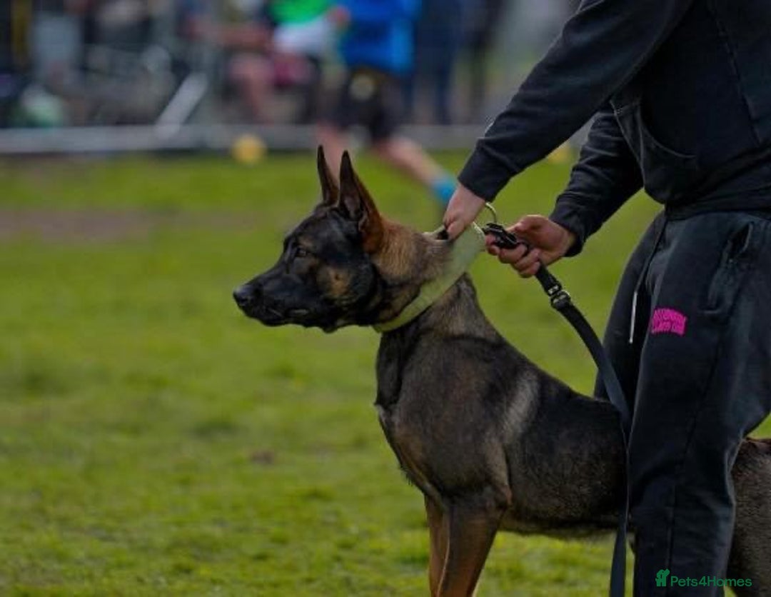 Belgian Shepherd Dog dogs for sale: Herder Bones 🦴 - Advert 23