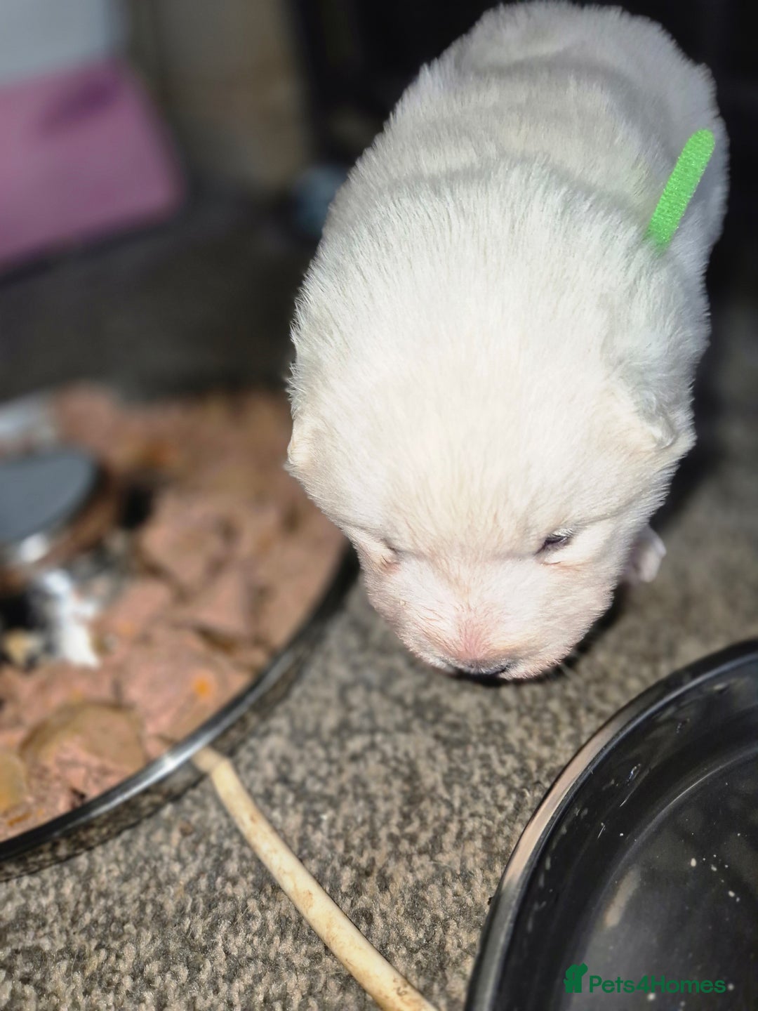 Samoyed dogs for sale: Samoyed puppies - can leave anytime from 23rd  - Advert 18