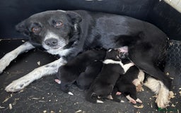 Border Collie dogs for sale: Gorgeous Border Collie puppies  - Image 5