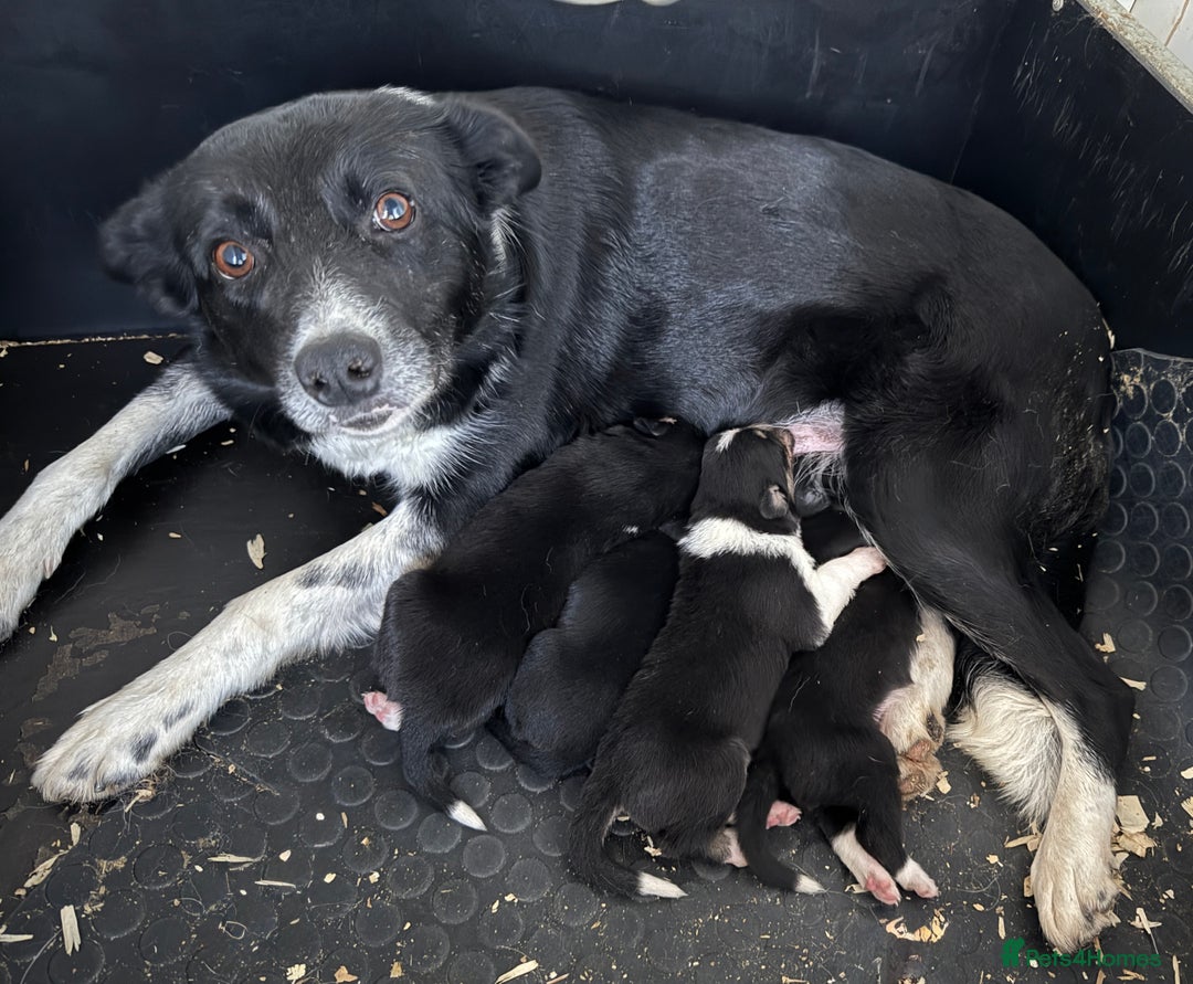 Border Collie dogs for sale: Gorgeous Border Collie puppies  - Image 5