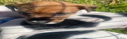 Jack Russell dogs for sale: Ready to leave tomorrow tri boy JRT puppy - Advert 16