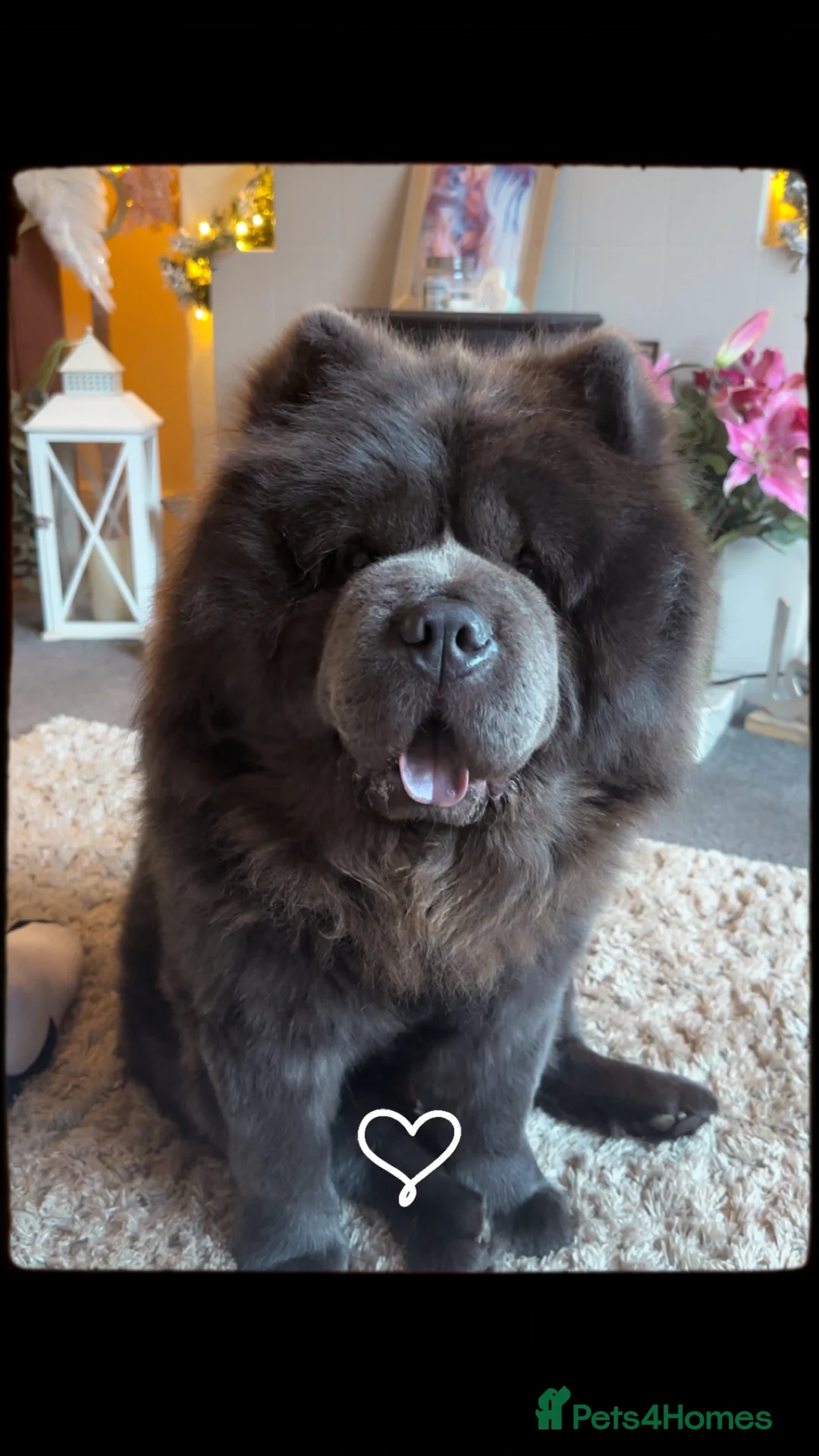 Chow Chow dogs for stud: Blue KC stud - Advert 3