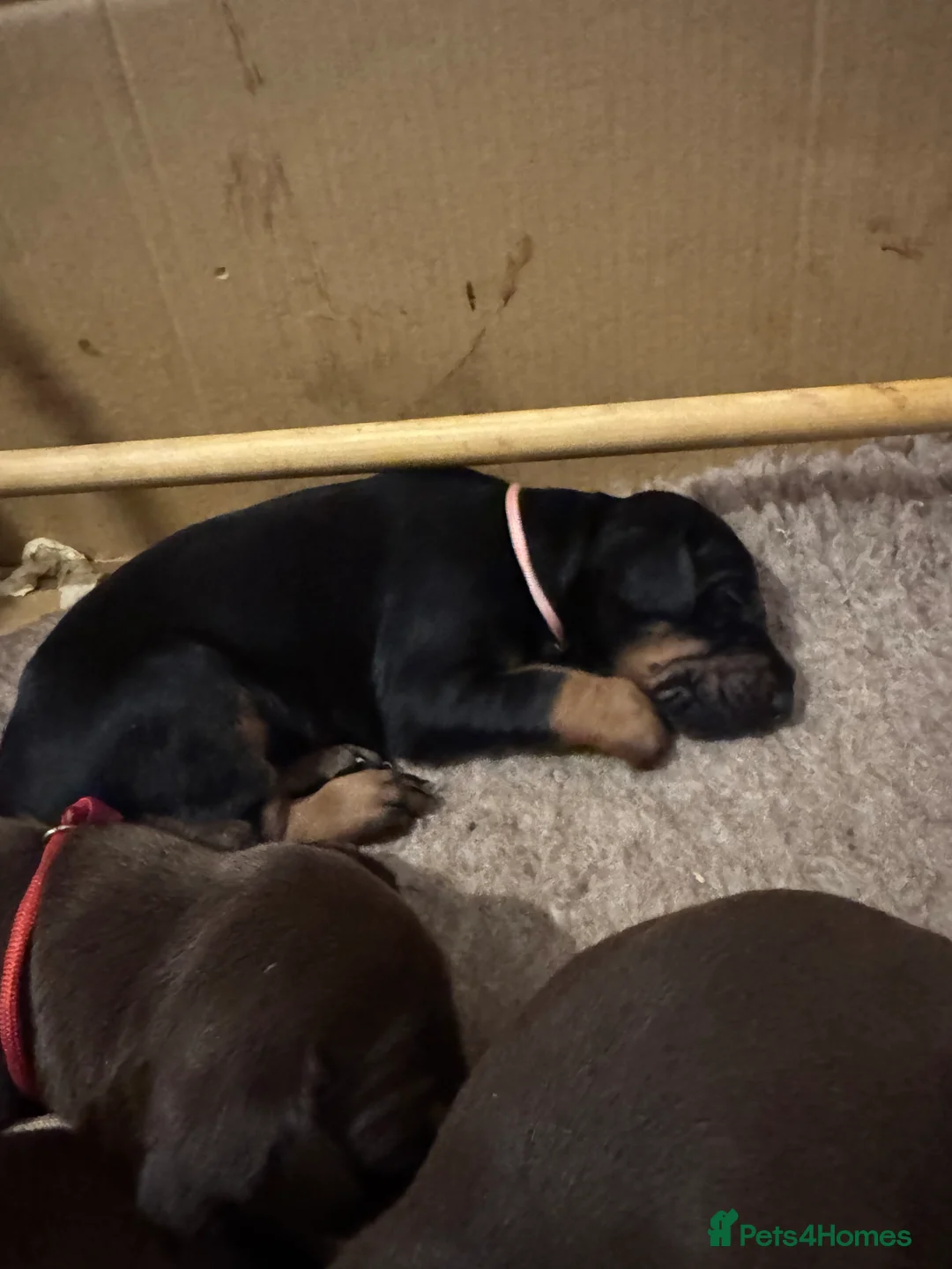 Dobermann dogs for sale: Beautiful Doberman puppies  - Advert 17
