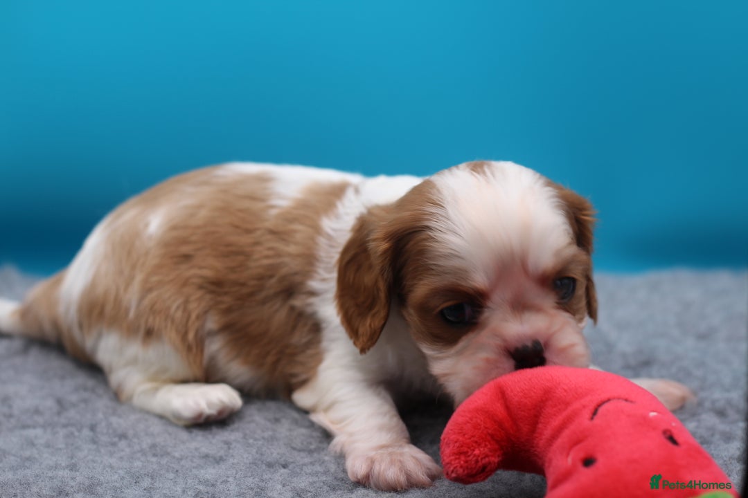 Cavalier King Charles Spaniel dogs for sale: Champion lines, heart/health tested, KC registered - Advert 27