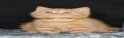 British Shorthair cats for sale: Tica registered British Shorthaired kittens  - Advert 10