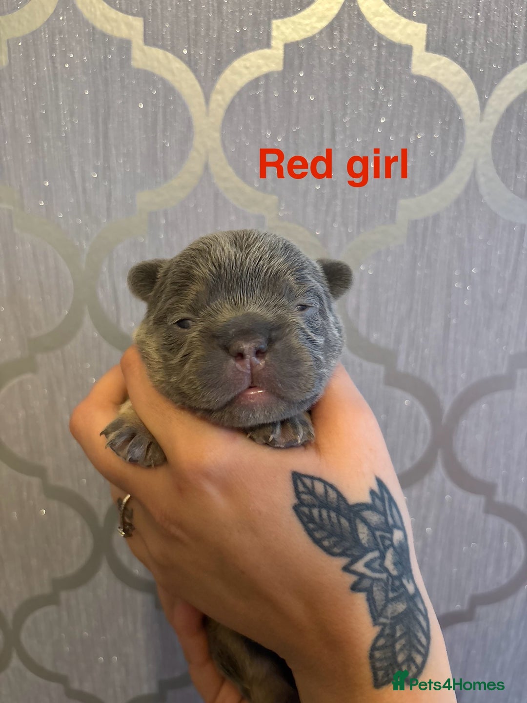 French Bulldog dogs for sale: 3 Female French bulldog puppies  - Image 4