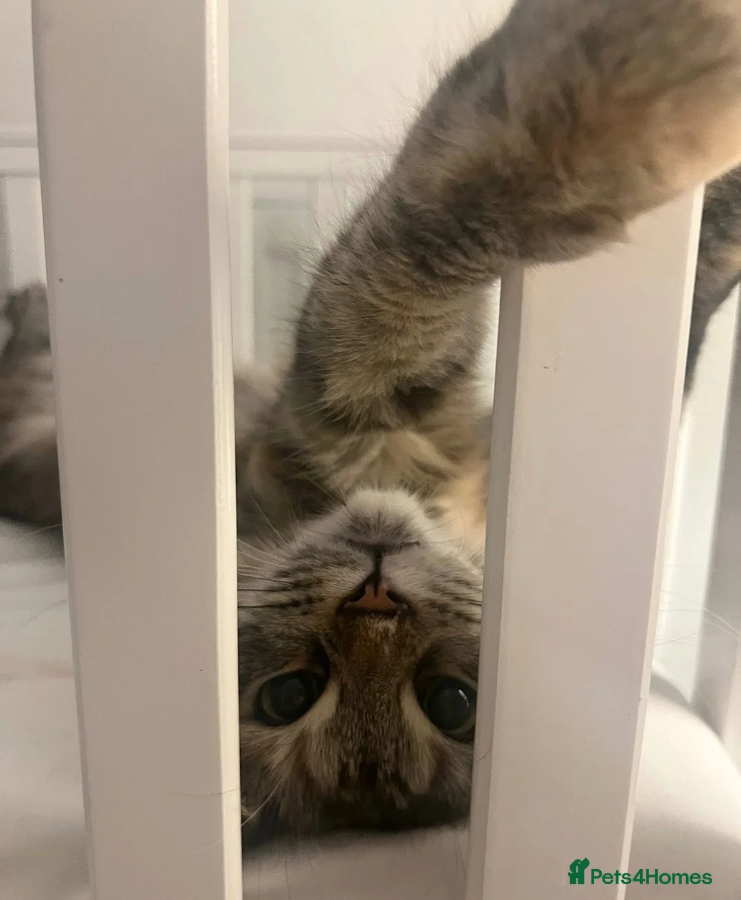 Mixed Breed cats for sale: Nala Mainecoon mixed ragdoll 1 year 6 months old - Advert 11