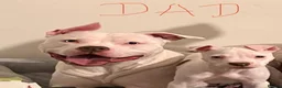 Mixed Breed dogs for sale: American bull staff   - Advert 2