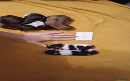 Mixed Breed dogs for sale: Yorkshire mix puppies 3 boys 2 girls  - Image 4