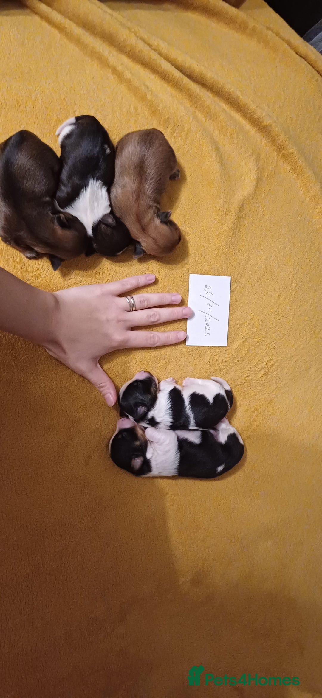 Mixed Breed dogs for sale: Yorkshire mix puppies 3 boys 2 girls  - Image 4