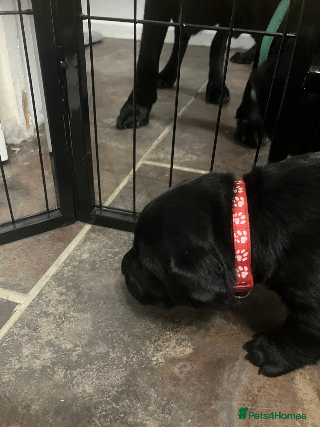 Labrador Retriever dogs for sale: Litter of 10 Beautiful black Puppies - Advert 13