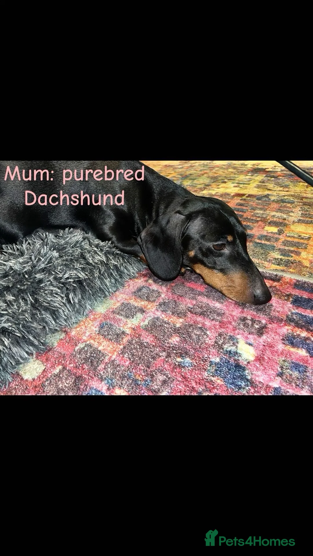 Dachshund dogs for sale: Dacshaunds puppies  - Advert 2