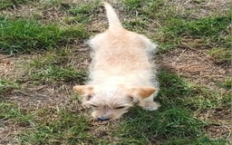 Jackapoo dogs for sale: Golden Male Jack-A-Poo Puppy - Image 4
