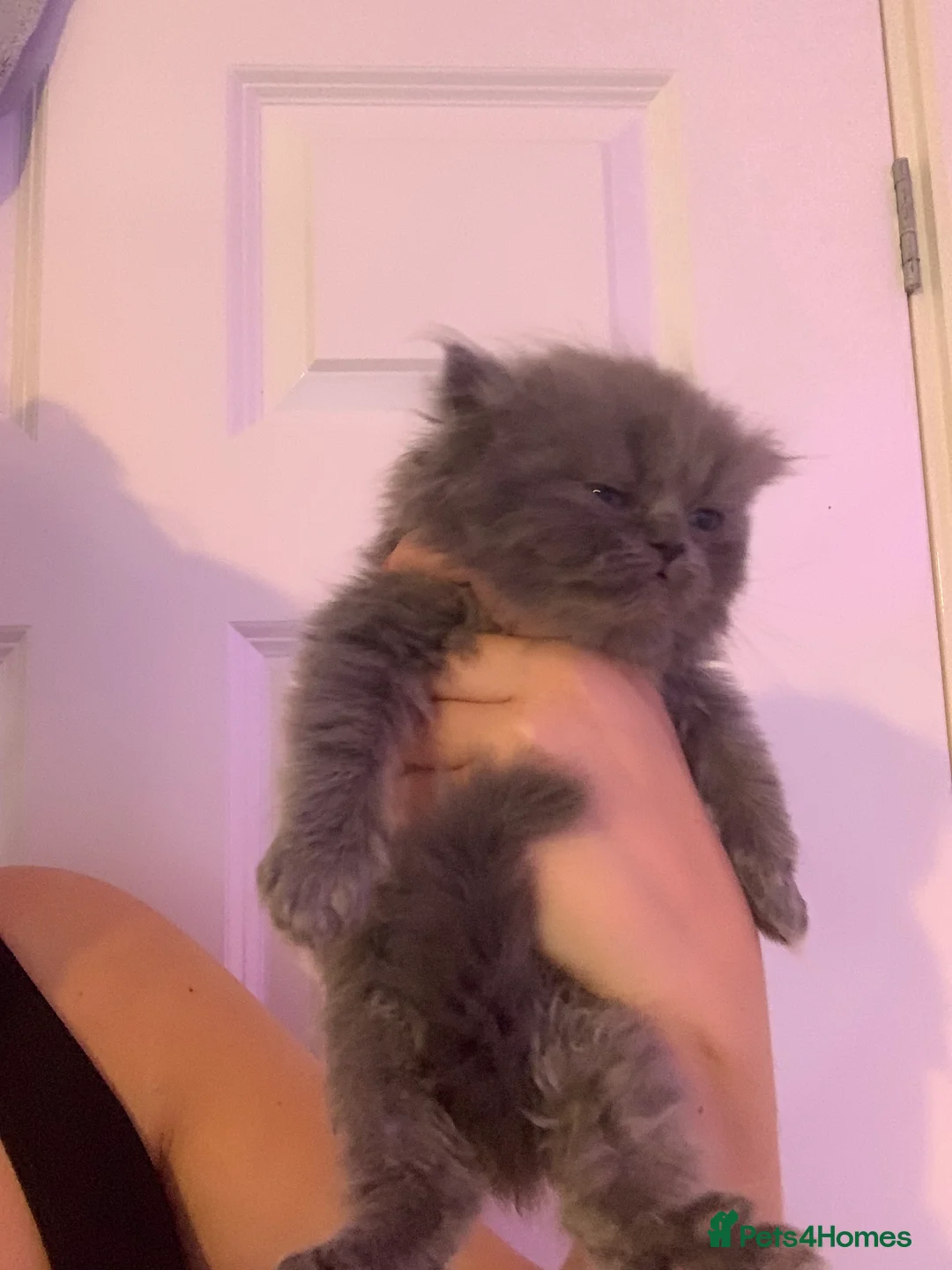 Persian cats for sale: Rainbow Persian kittens READY 14Th FEBRUARY  - Advert 4