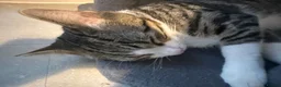 Bengal cats for sale: Bengal X male kitten - Advert 5