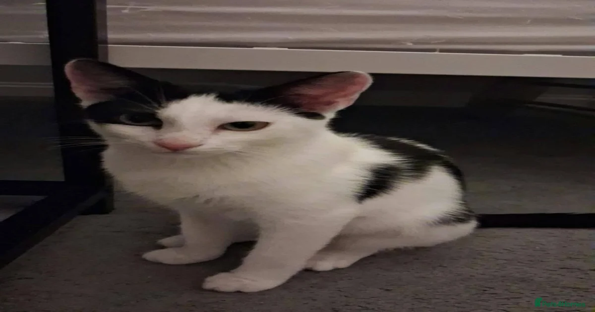 Mixed Breed Cats for adoption in Havant, Hampshire | Pets4Homes