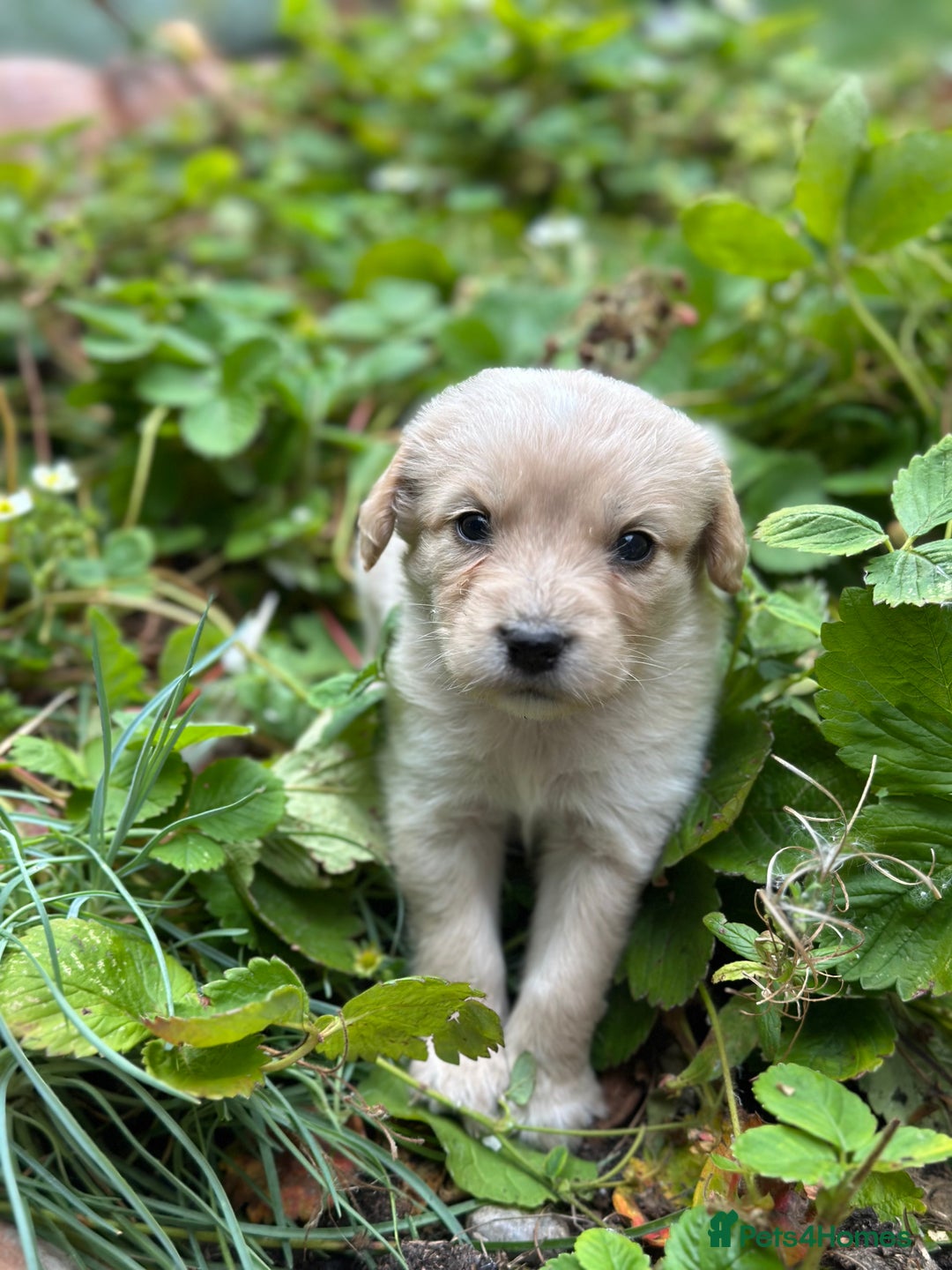 Mixed Breed dogs for sale: Naturally reared pups - Image 11