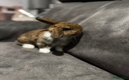 Mini Lop rabbits for sale: Stunning Mini Lop Bucks  - Image 10