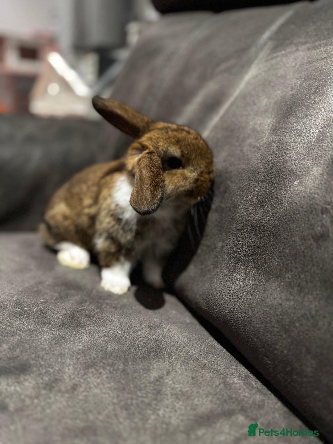 Mini Lop rabbits for sale: Stunning Mini Lop Bucks  - Image 10