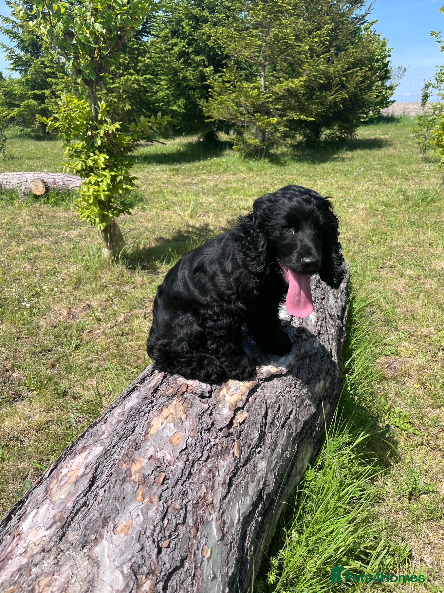 Cocker Spaniel dogs for sale: Jasper - 5 month old Show Cocker Spaniel in Wantage - Advert 3
