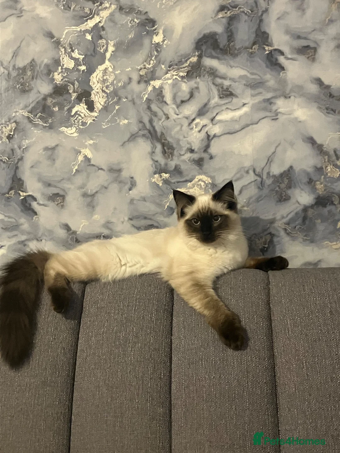 Ragdoll cats for stud: Boots in Carluke - Advert 2