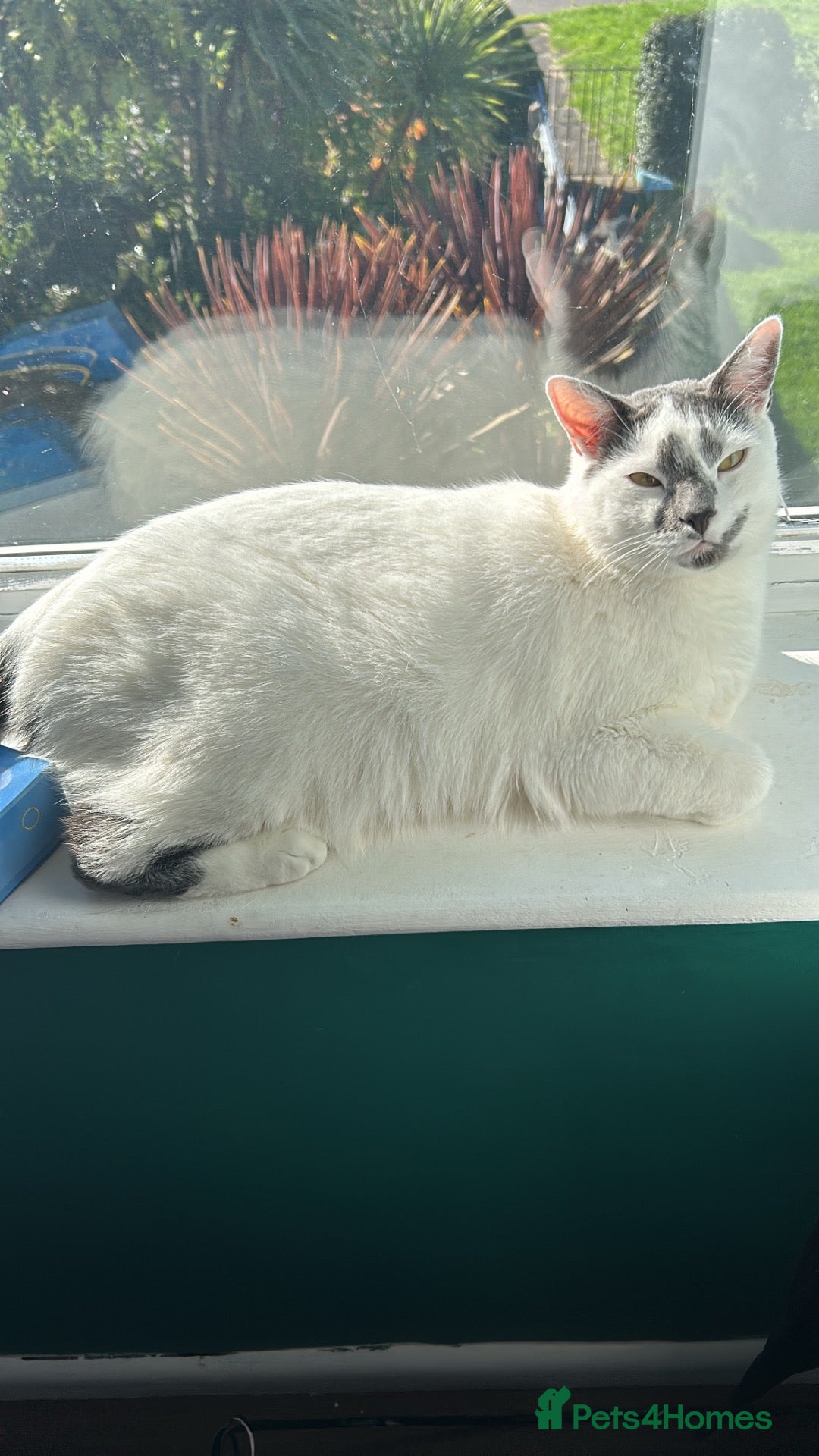 Mixed Breed cats for sale: Urgent rehoming needed  - Advert 4