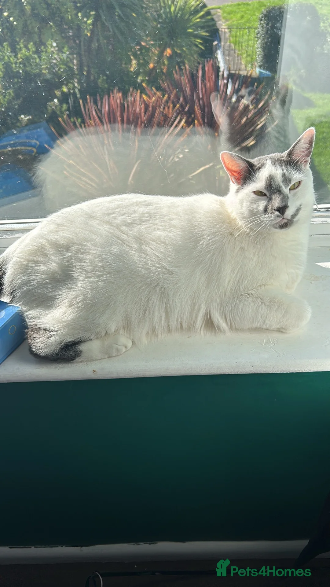 Mixed Breed cats for sale: Urgent rehoming needed  - Advert 1
