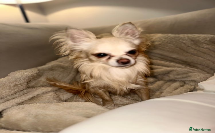 Chihuahua dogs - Advert 1