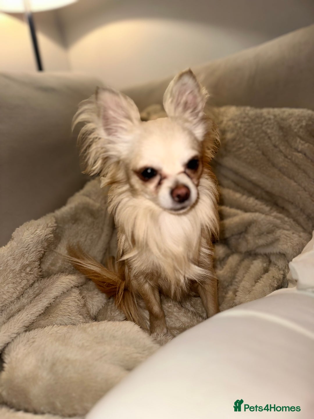 Chihuahua dogs for sale: Male chihuahua - Image 1