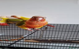 Conures birds for sale: Beautiful fully hand reared conure baby's  - Image 2