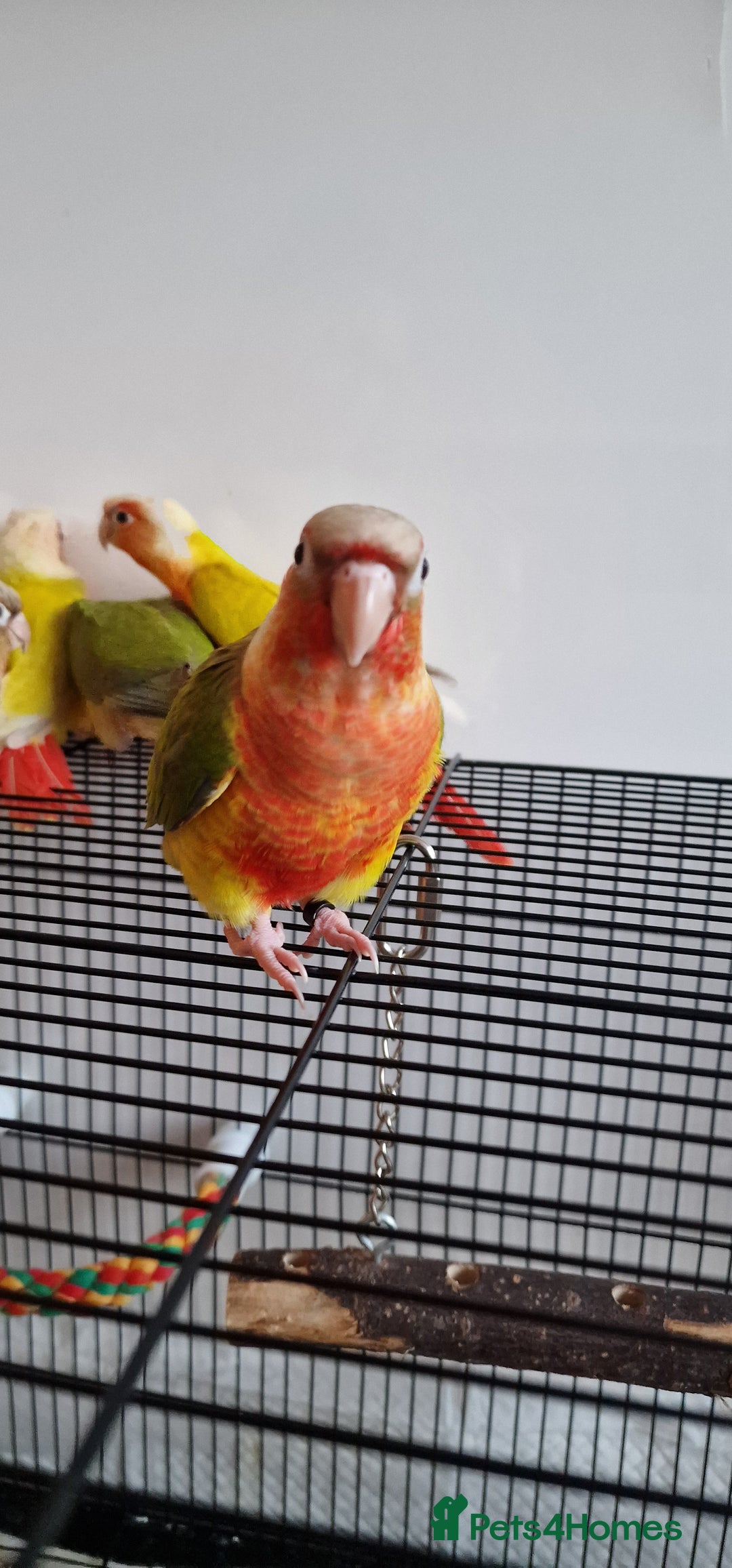 Conures birds for sale: Beautiful fully hand reared conure baby's  - Image 2