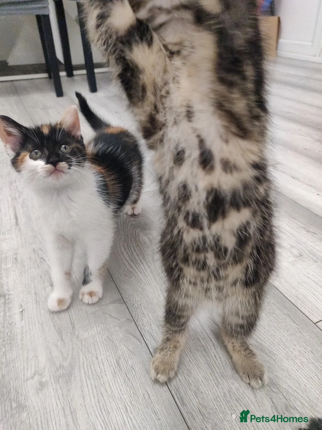 Mixed Breed cats for sale: 3 beautiful kittens  in Liverpool - Advert 14