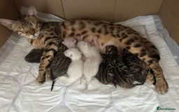 Bengal cats for sale: Stunning Bengal kittens - Image 2