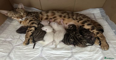 Bengal cats - Advert 7