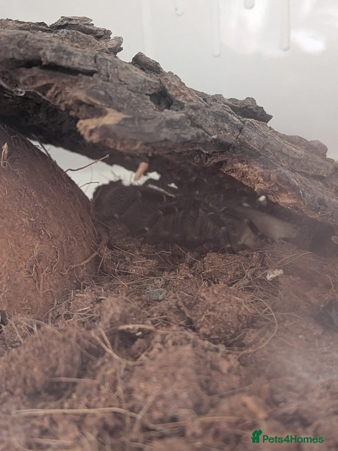 Tarantulas invertebrates for sale: Tarantulas for sale - Advert 10