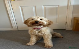 Cockapoo dogs for sale: F1 Cockapoo puppies  - Image 21