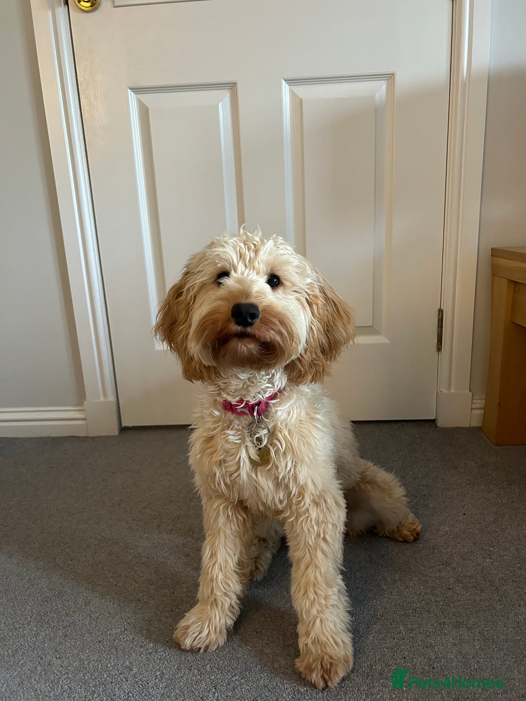 Cockapoo dogs for sale: F1 Cockapoo puppies  - Image 21
